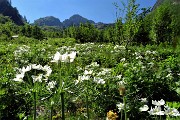 35 Distese di anemoni narcissini